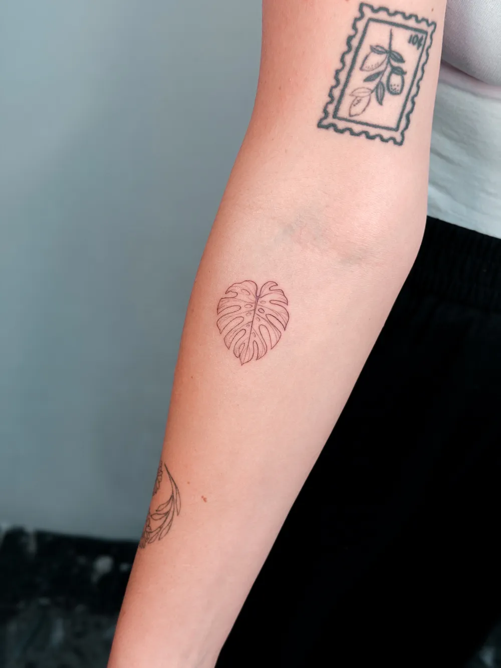 Fine line monstera leaf by Hugo Gonzalez