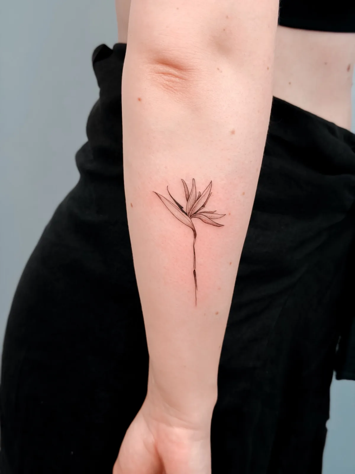 Estrelícia fine line — tatuagem de Hugo Gonzalez, Funchal, Madeira